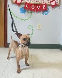 Sabastian, an adopted Chiweenie in Maysville, KY image 3/3