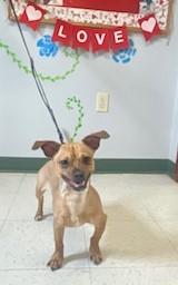 Sabastian, adopted, Young Male Chiweenie.