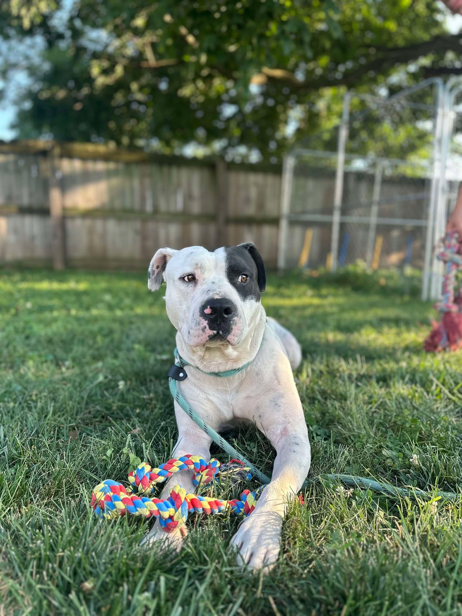 Titan, a Adoptable mixed breed image 1/3