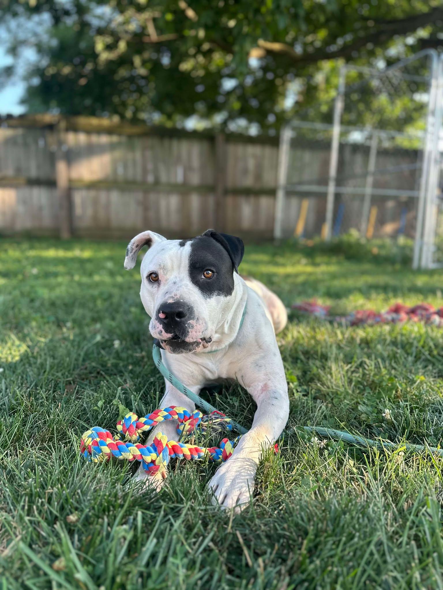 Titan, a Adoptable mixed breed image 2/3