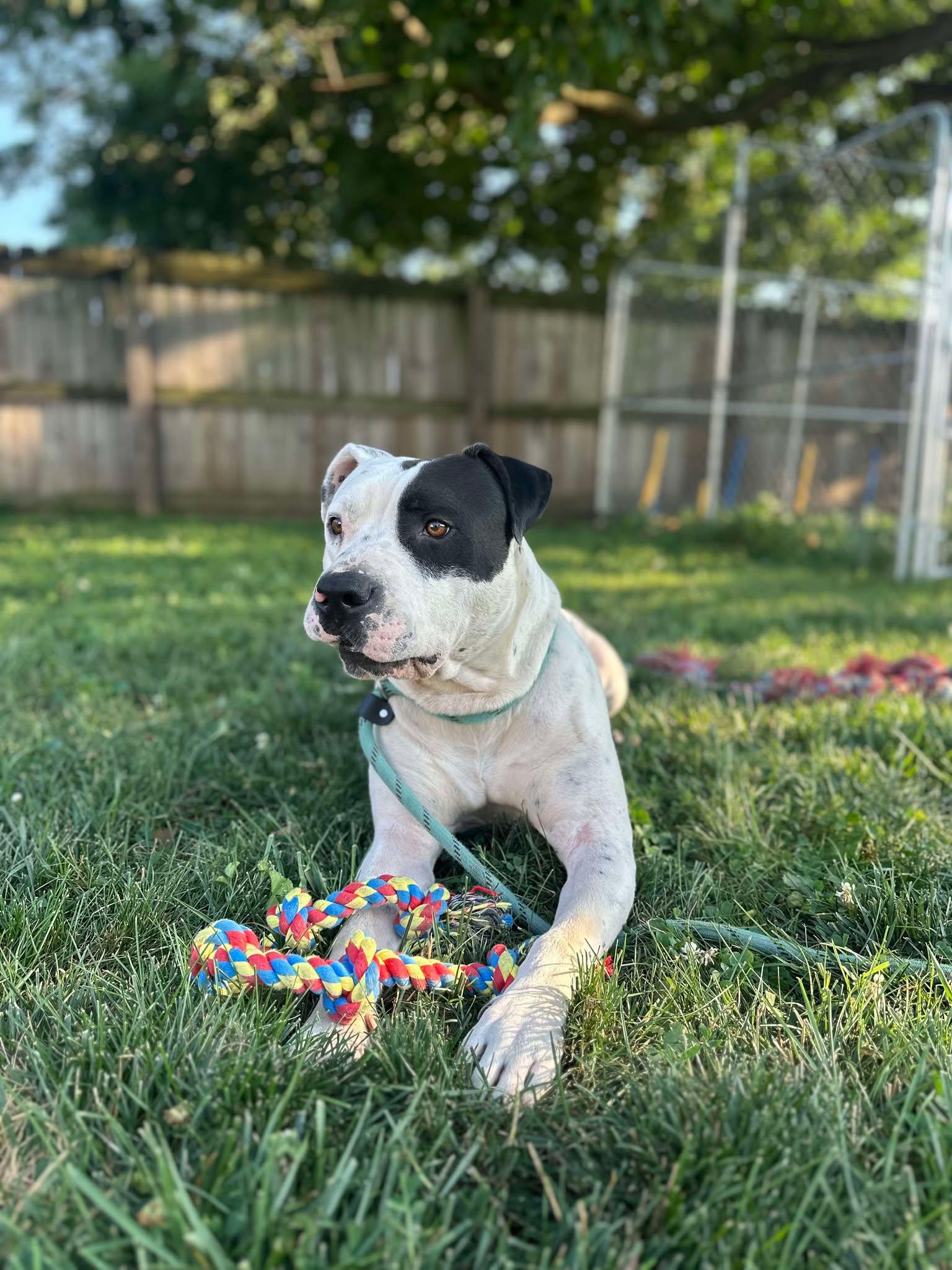 Titan, a Adoptable mixed breed image 3/3