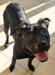 Snoop and Stewart, Adoptable, Young Male Boxer & Black Labrador Retriever.