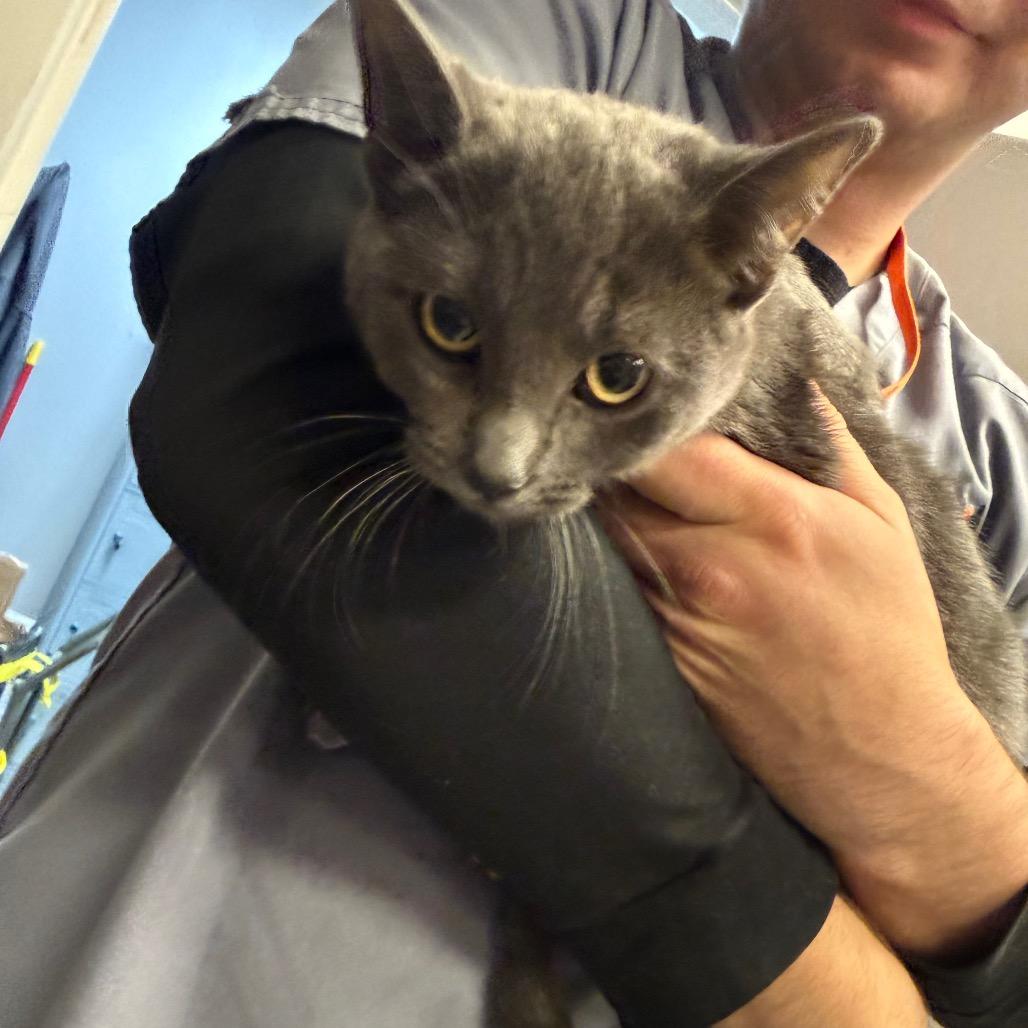 Vermillion, Adoptable, Young Female Domestic Short Hair.