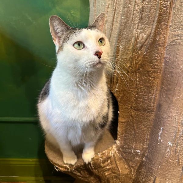 Big Girl, ADOPTABLE, Senior Female Domestic Short Hair.