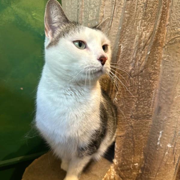 Big Girl, a ADOPTABLE Domestic Short Hair in Athens, GA image 3/4