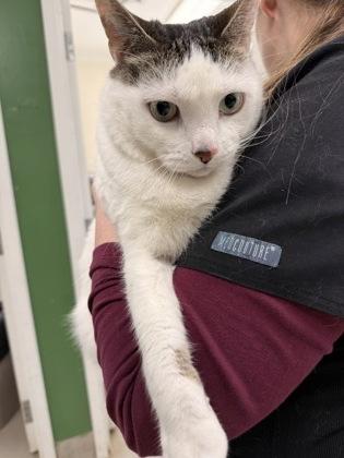 Big Girl, a ADOPTABLE Domestic Short Hair in Athens, GA image 4/4
