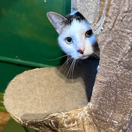 Big Girl, a ADOPTABLE Domestic Short Hair in Athens, GA image 2/4