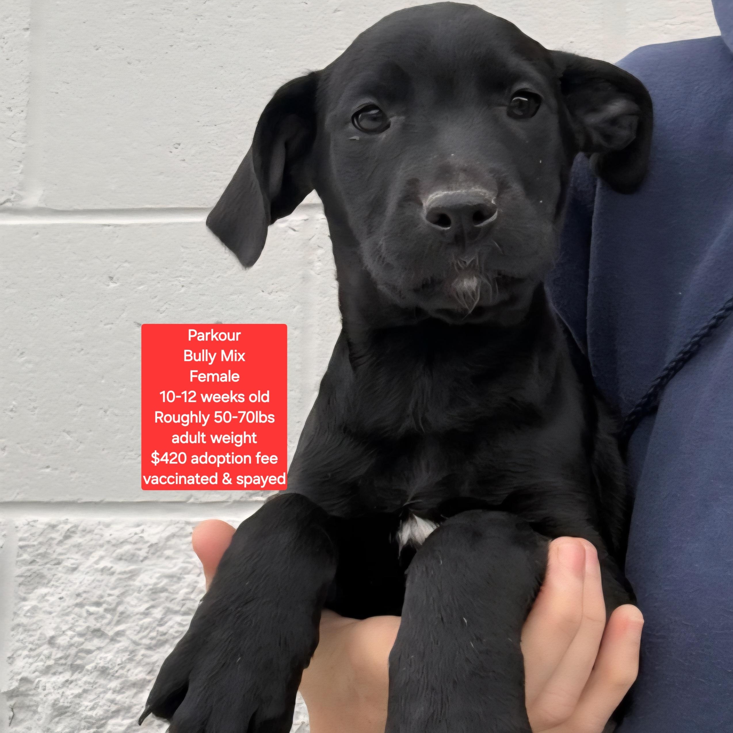 Enlarge Parkour, a ADOPTABLE mixed breed in Oviedo, FL image 1/1