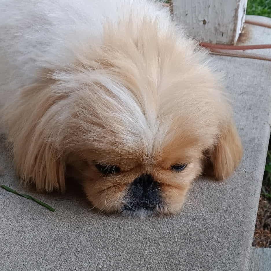 Enlarge Sophia, a Adoptable Pekingese in Cloquet, MN image 1/2