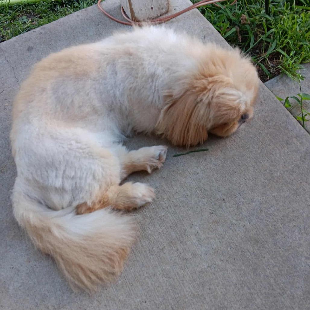 Enlarge Sophia, a Adoptable Pekingese in Cloquet, MN image 2/2