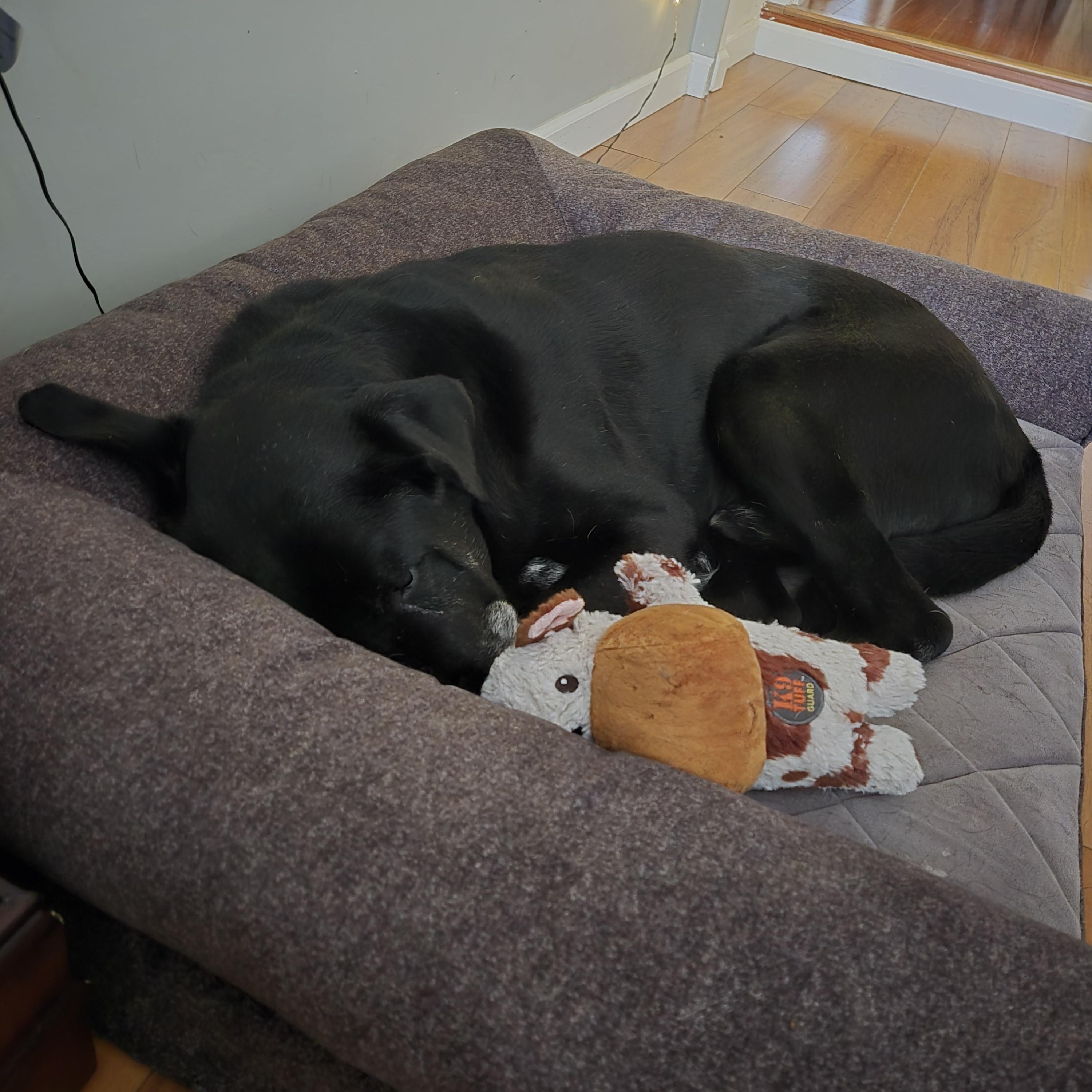 Enlarge Barry, a ADOPTABLE mixed breed in North Vancouver, BC image 4/6