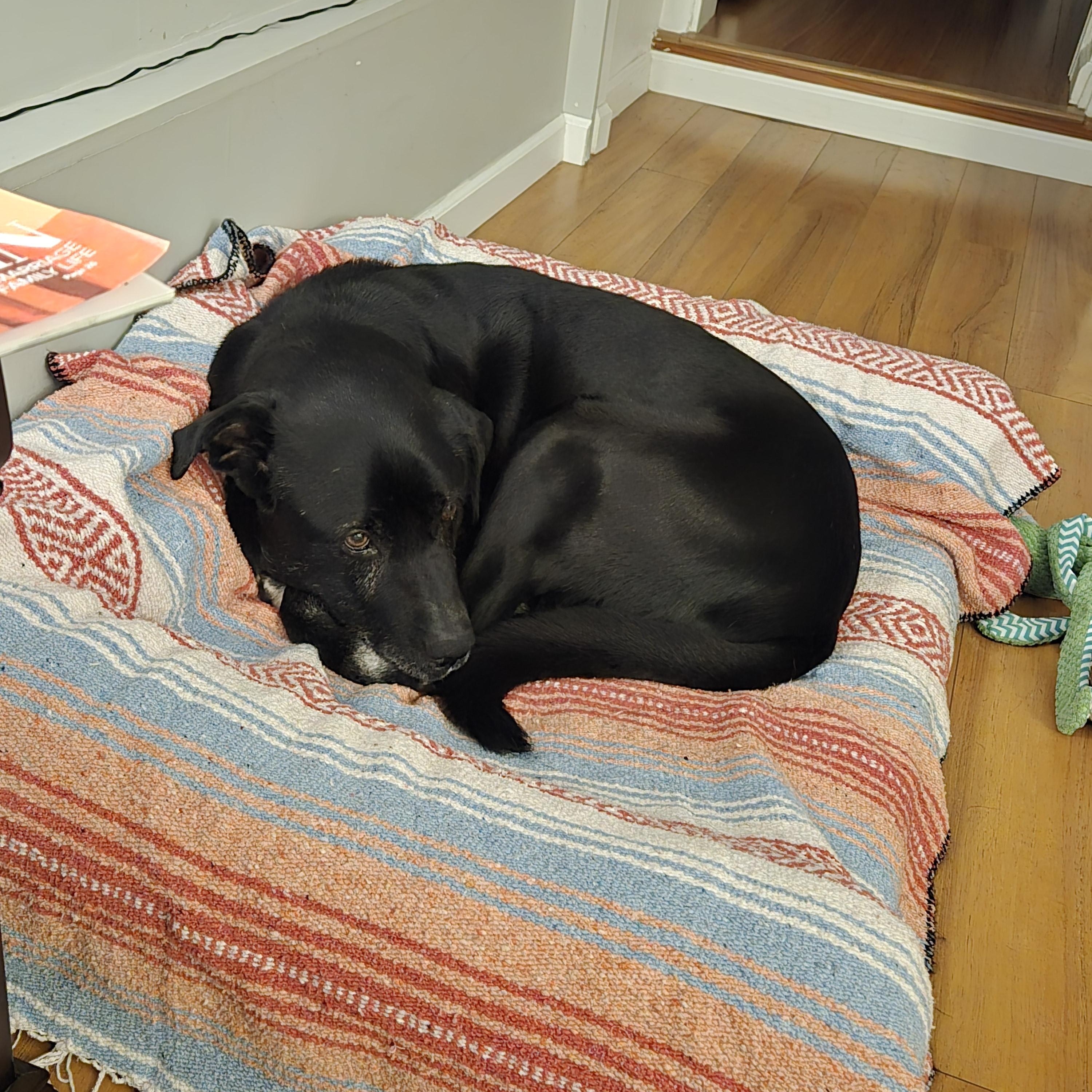 Enlarge Barry, a ADOPTABLE mixed breed in North Vancouver, BC image 6/6