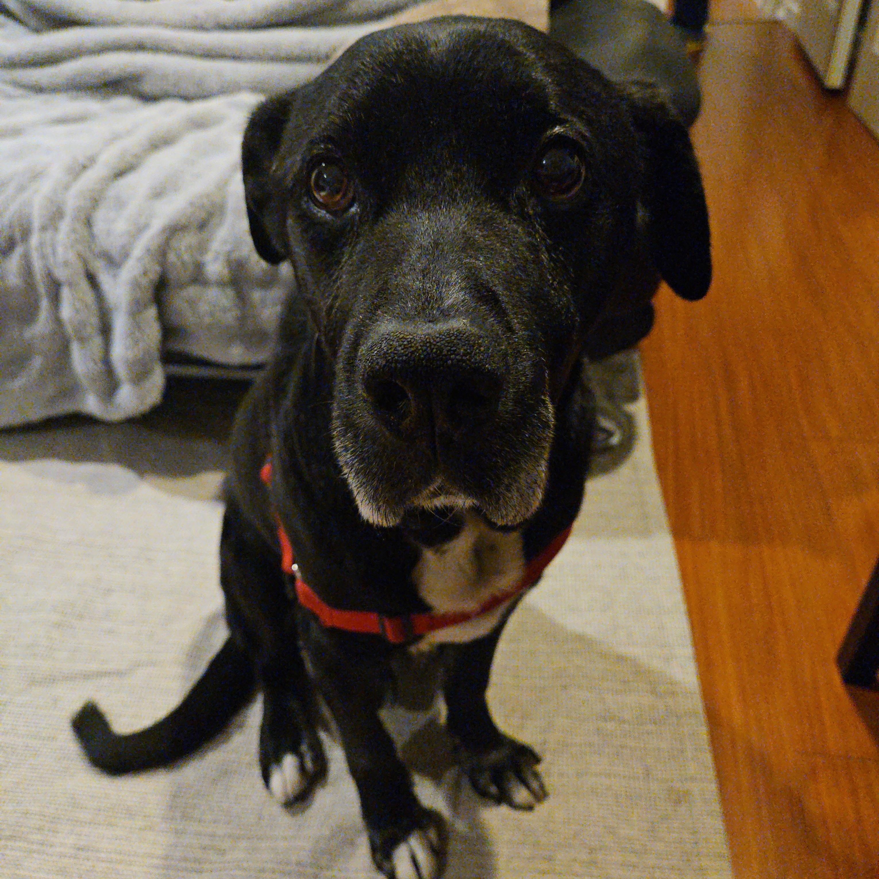 Enlarge Barry, a ADOPTABLE mixed breed in North Vancouver, BC image 3/6