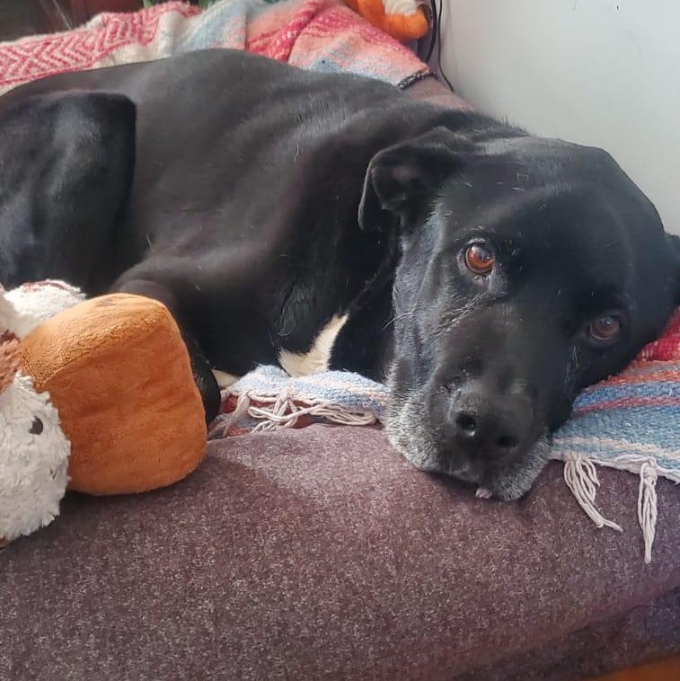 Barry, ADOPTABLE, Senior Male Black Labrador Retriever.