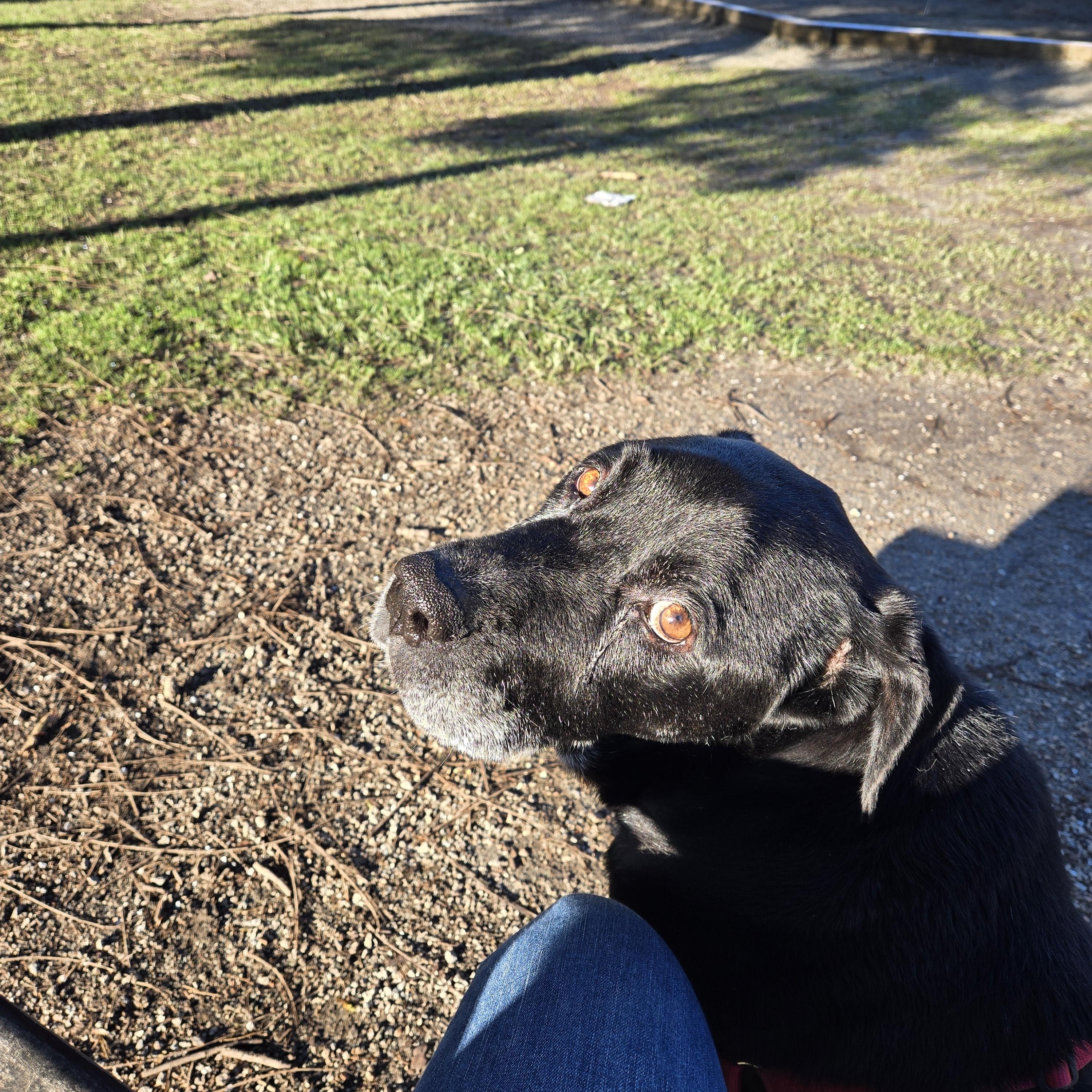 Enlarge Barry, a ADOPTABLE mixed breed in North Vancouver, BC image 2/6