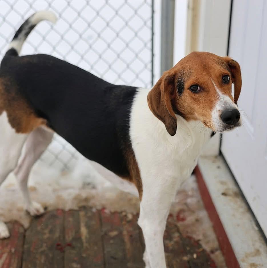 Enlarge Levi, a ADOPTABLE mixed breed in North Olmsted, OH image 2/5