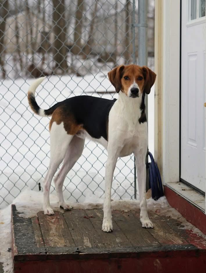 Enlarge Levi, a ADOPTABLE mixed breed in North Olmsted, OH image 4/5