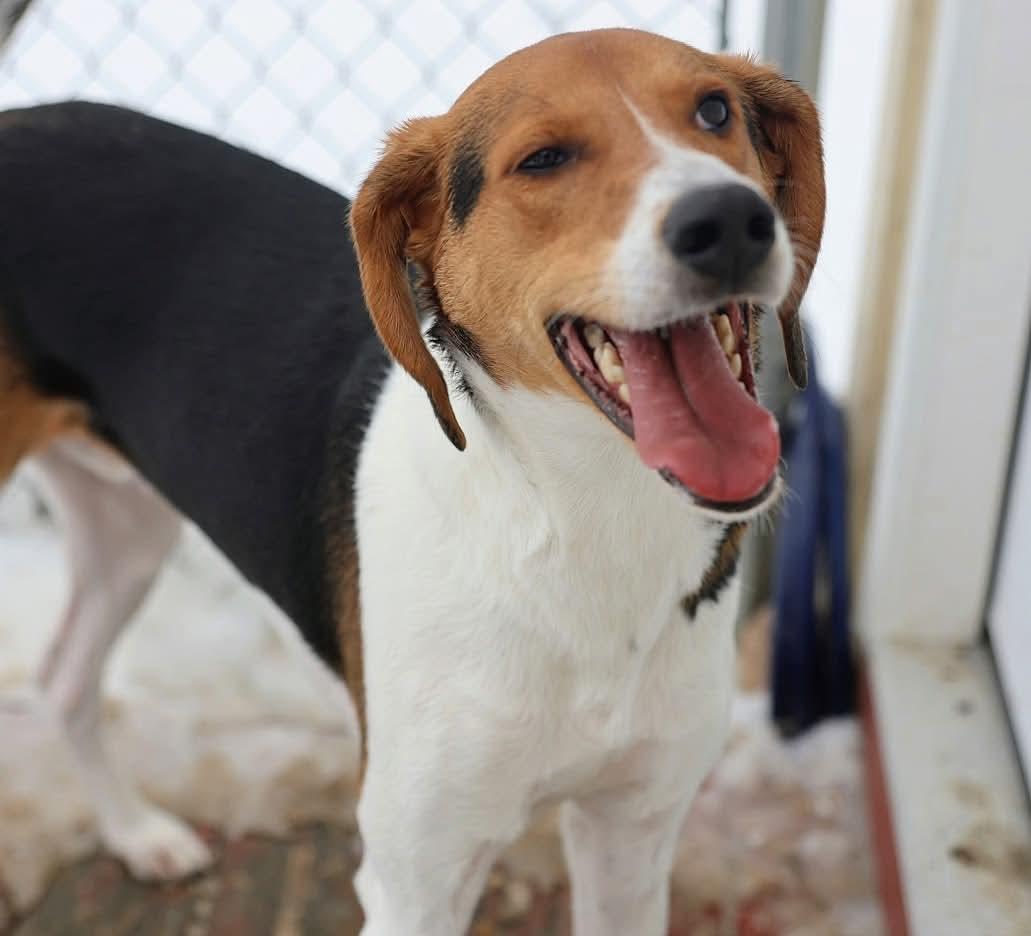 Enlarge Levi, a ADOPTABLE mixed breed in North Olmsted, OH image 1/5