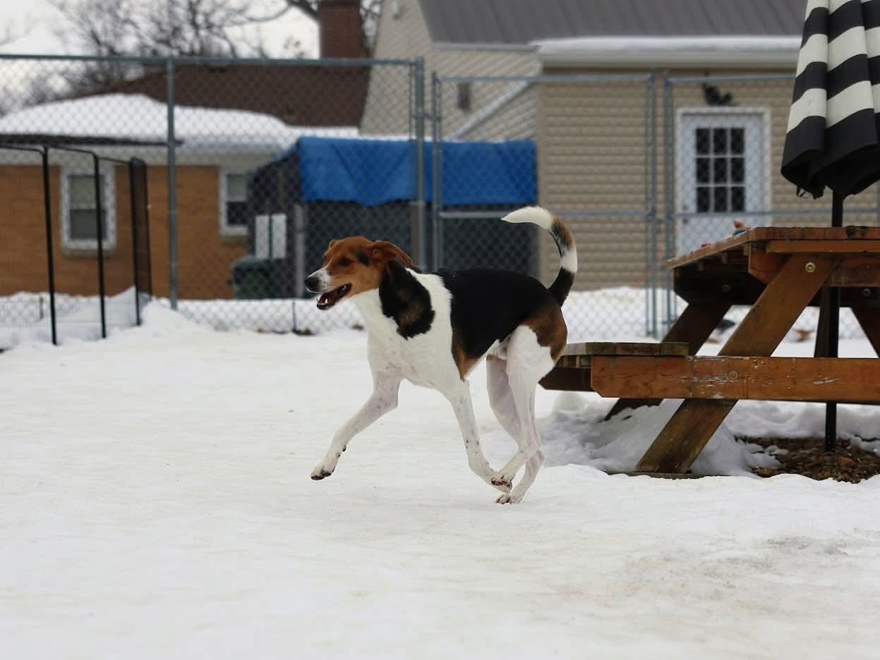 Enlarge Levi, a ADOPTABLE mixed breed in North Olmsted, OH image 5/5