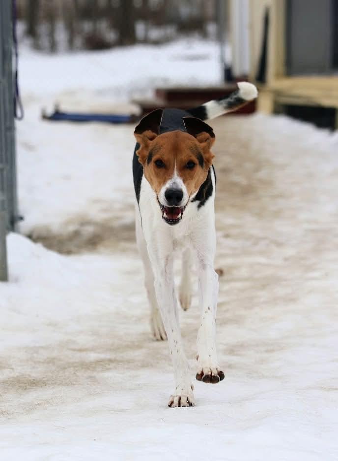 Enlarge Levi, a ADOPTABLE mixed breed in North Olmsted, OH image 3/5