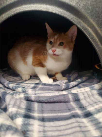 Diamond, Adoptable, Adult Male Domestic Short Hair & Domestic Short Hair.