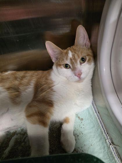 Enlarge Diamond, a Adoptable mixed breed in Shawano, WI image 2/2