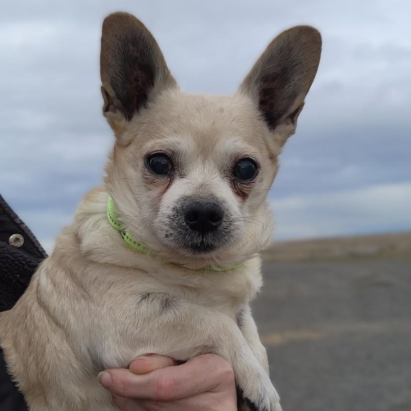Milo, Adoptable, Senior Male Chihuahua & Dachshund.