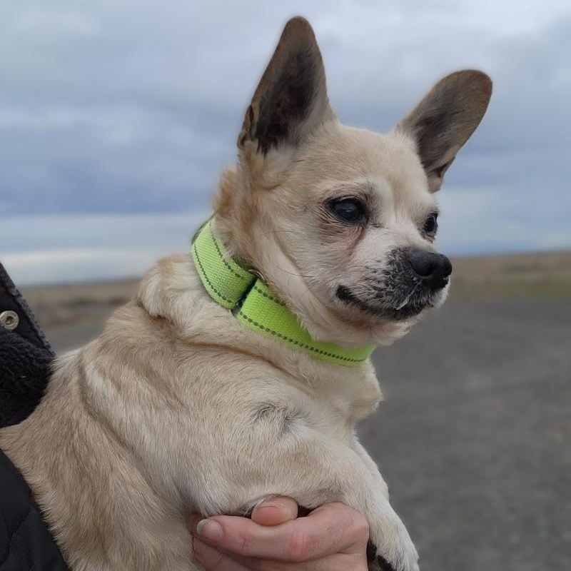 Enlarge Milo, a Adoptable mixed breed in Seattle, WA image 2/4