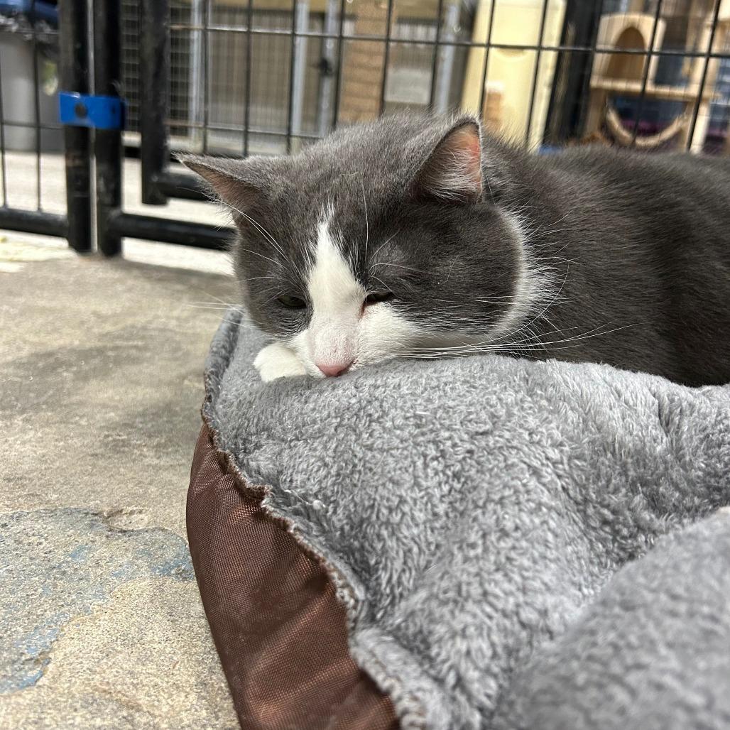 Enlarge Tortellini, a Adoptable Domestic Short Hair in Tipton, IA image 1/2