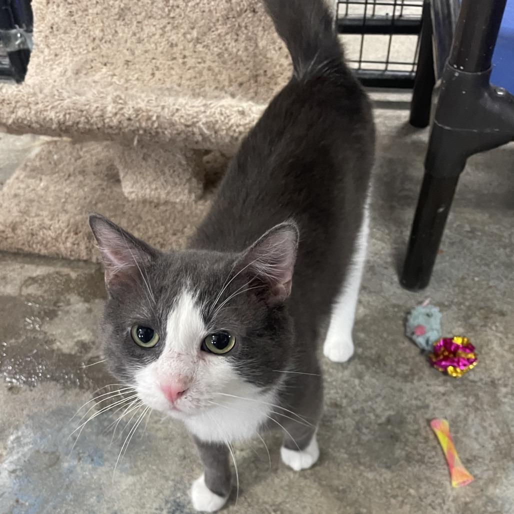 Enlarge Tortellini, a Adoptable Domestic Short Hair in Tipton, IA image 1/1