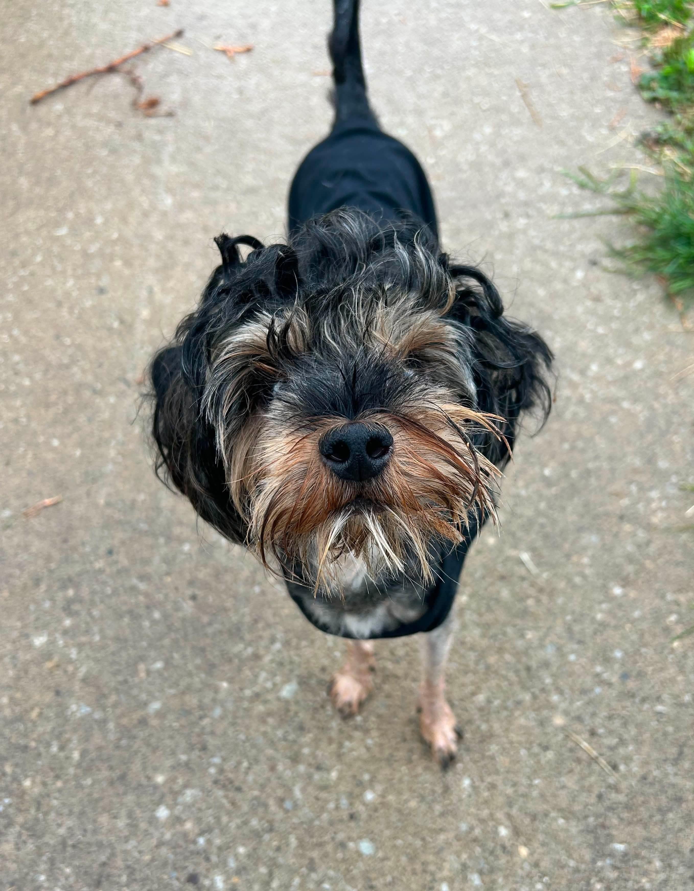 Pumpkin, adopted, Young Female Terrier.