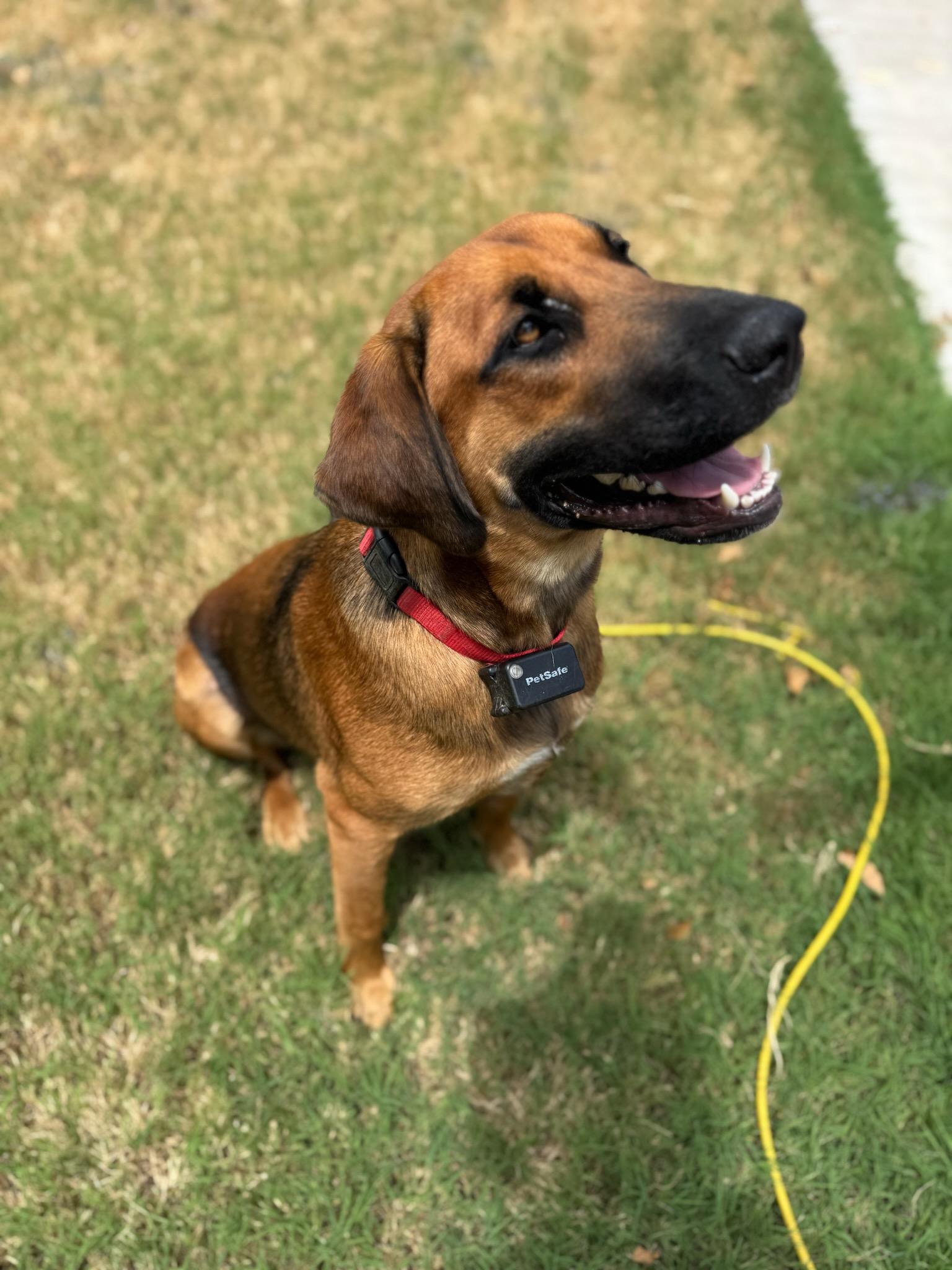Luke, a Adoptable Shepherd in White Settlement, TX image 1/3