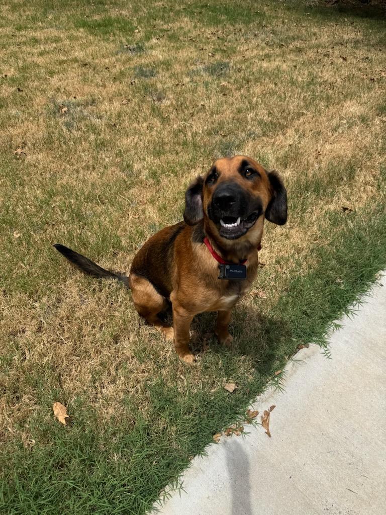 Luke, a Adoptable Shepherd in White Settlement, TX image 2/3