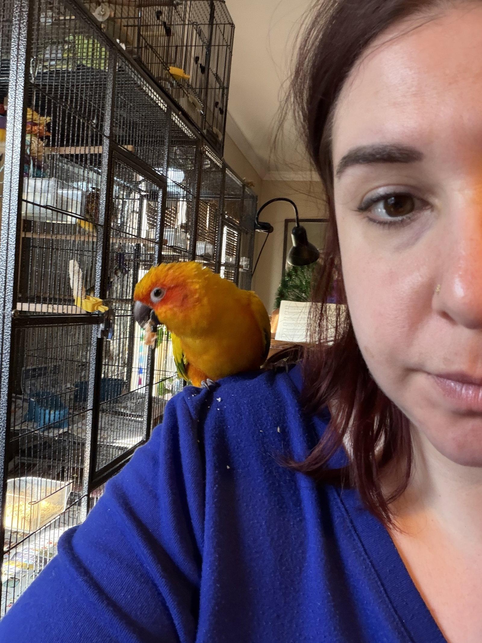 Enlarge Sunny, a Adoptable Conure in Belford, NJ image 2/3