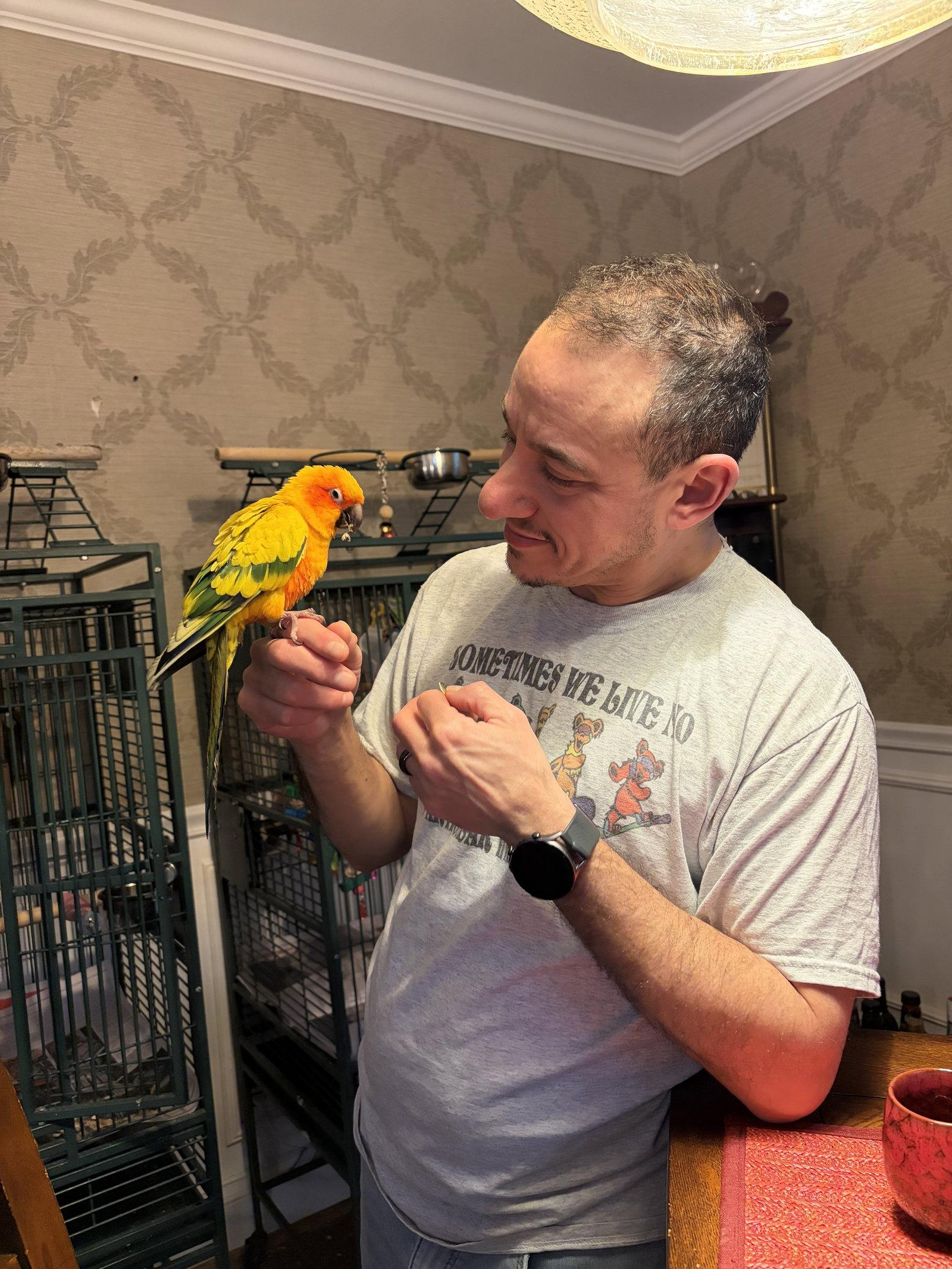 Enlarge Sunny, a Adoptable Conure in Belford, NJ image 3/3