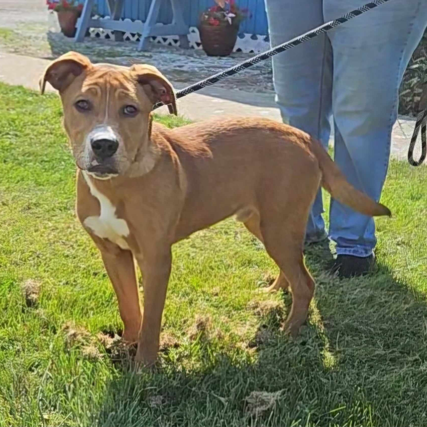 Enlarge Mateo, a Adoptable mixed breed in Hoopeston, IL image 1/2