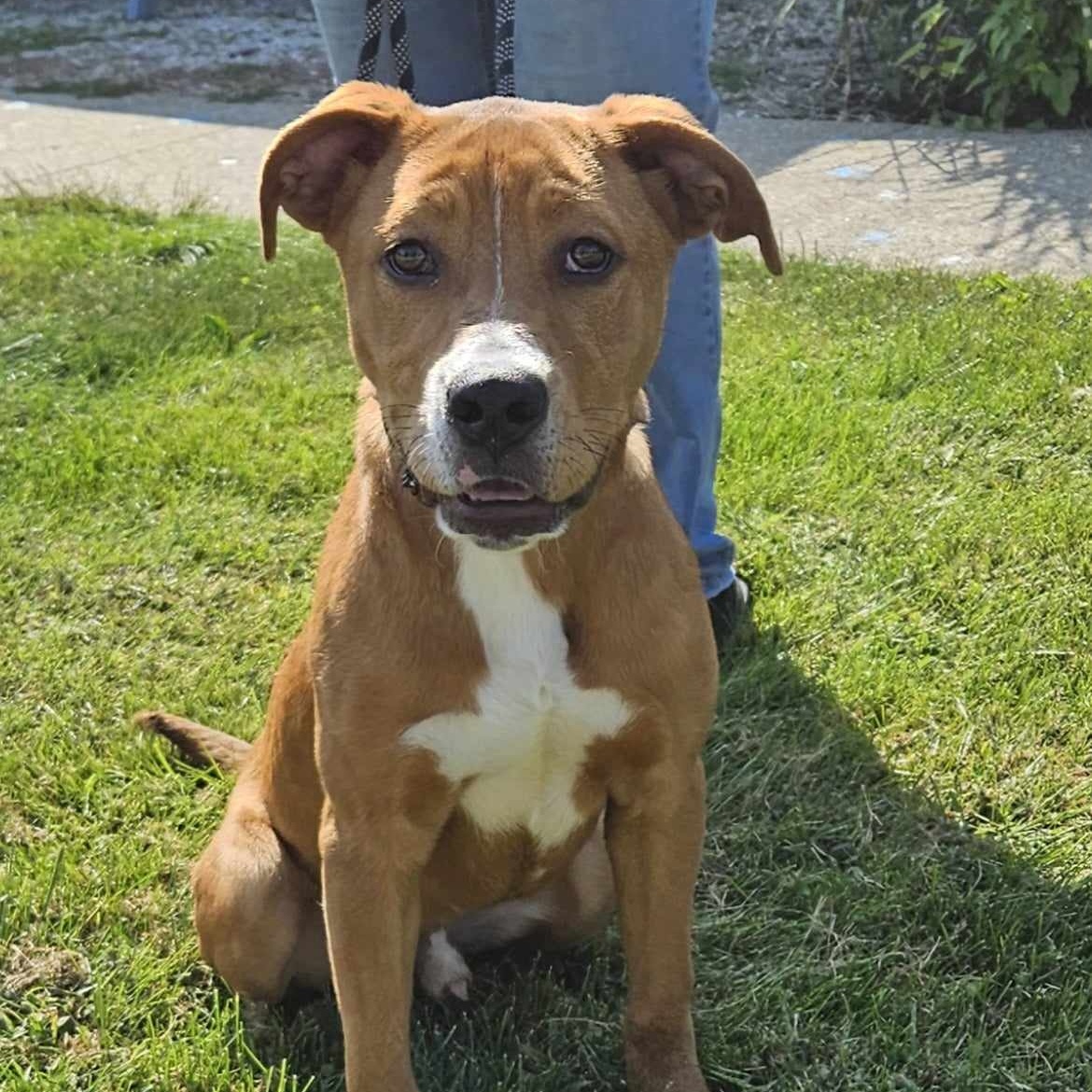 Enlarge Mateo, a Adoptable mixed breed in Hoopeston, IL image 2/2