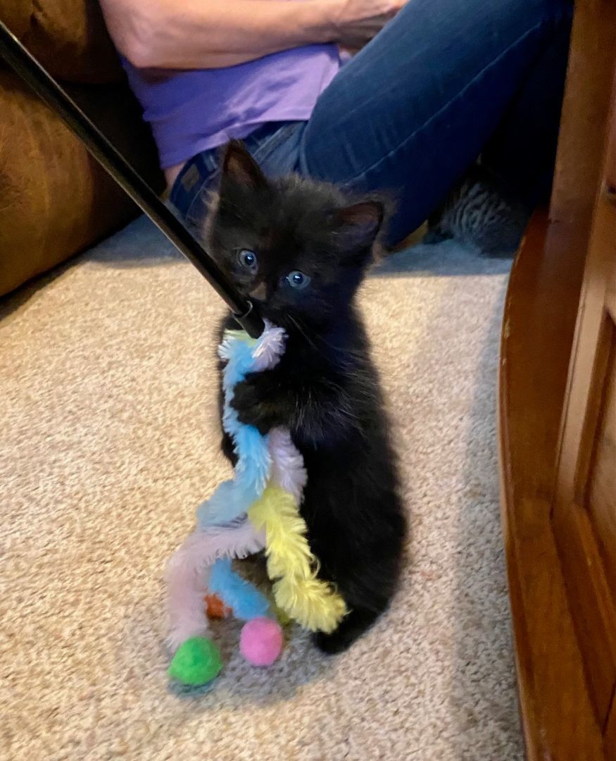 Coco Puff, a Adopted Domestic Short Hair in Davidson, NC image 1/3