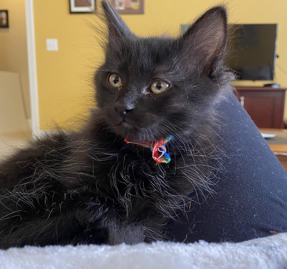 Coco Puff, a Adopted Domestic Short Hair in Davidson, NC image 2/3