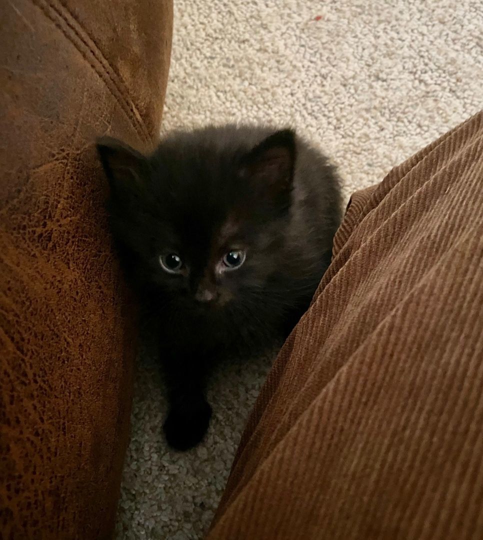 Coco Puff, a Adopted Domestic Short Hair in Davidson, NC image 3/3