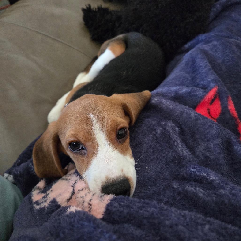 Tater Tot, an adopted Beagle in Chicago, IL image 2/2