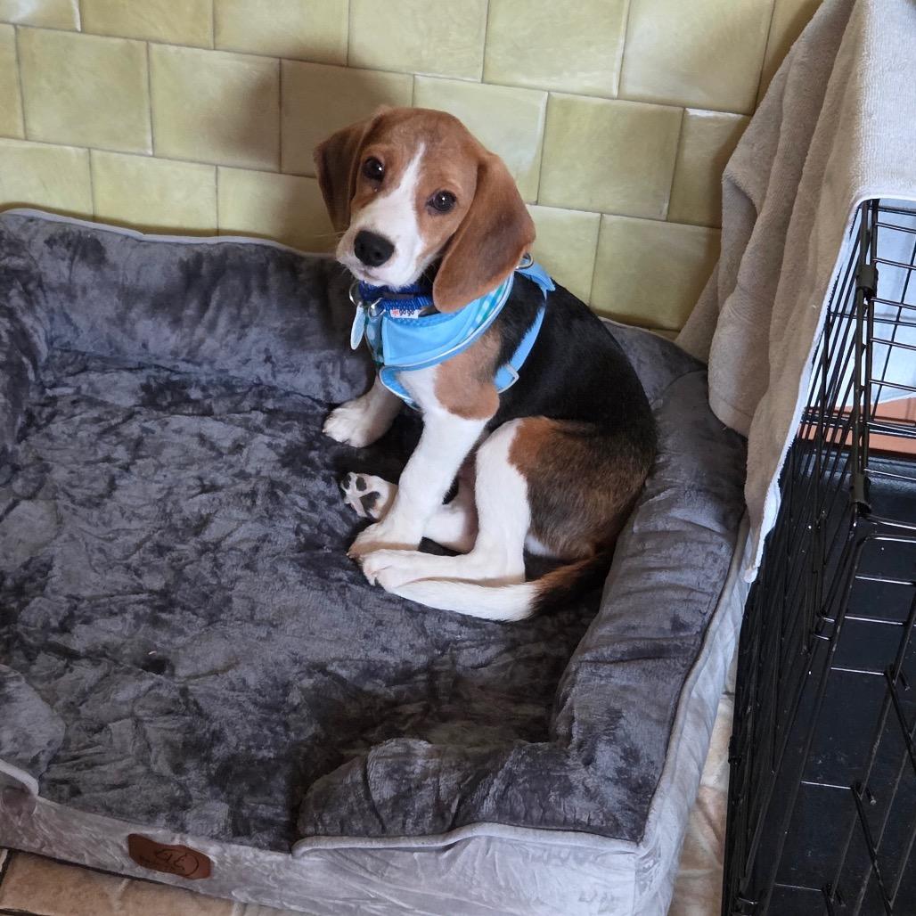 Tater Tot, adopted, Puppy Male Beagle.