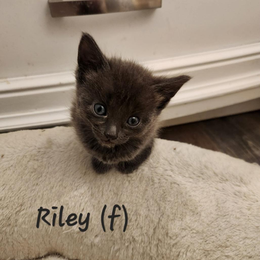 Riley — thumbnail 2