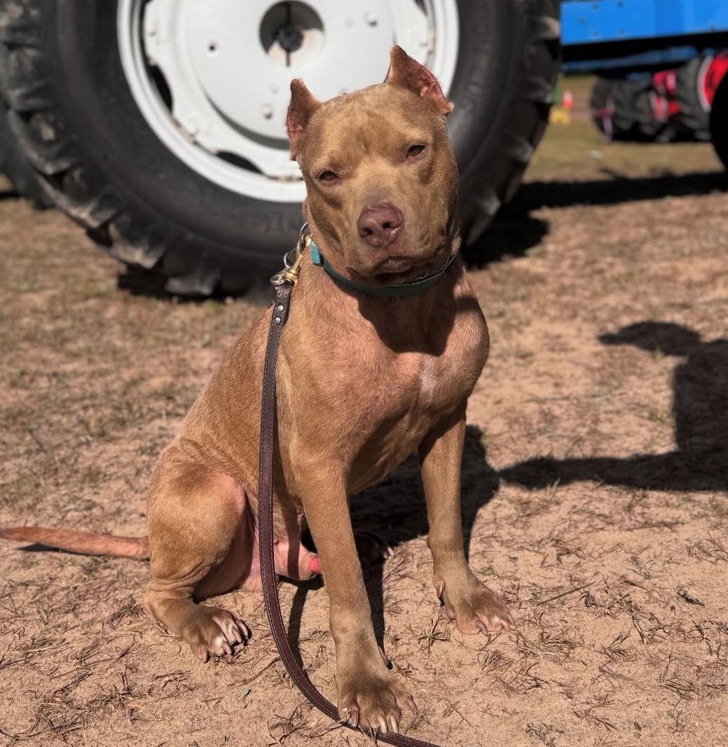 Romeo, Adoptable, Young Male Pit Bull Terrier.
