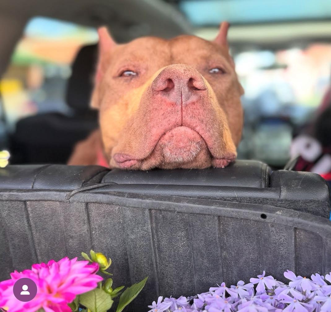 Enlarge Romeo, a Adoptable Pit Bull Terrier in Hillsboro, NH image 2/3