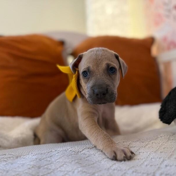 Cosmo Space — thumbnail 2