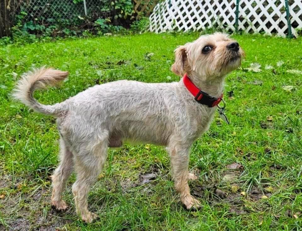 Sherwin, Adoptable, Adult Male Yorkshire Terrier.
