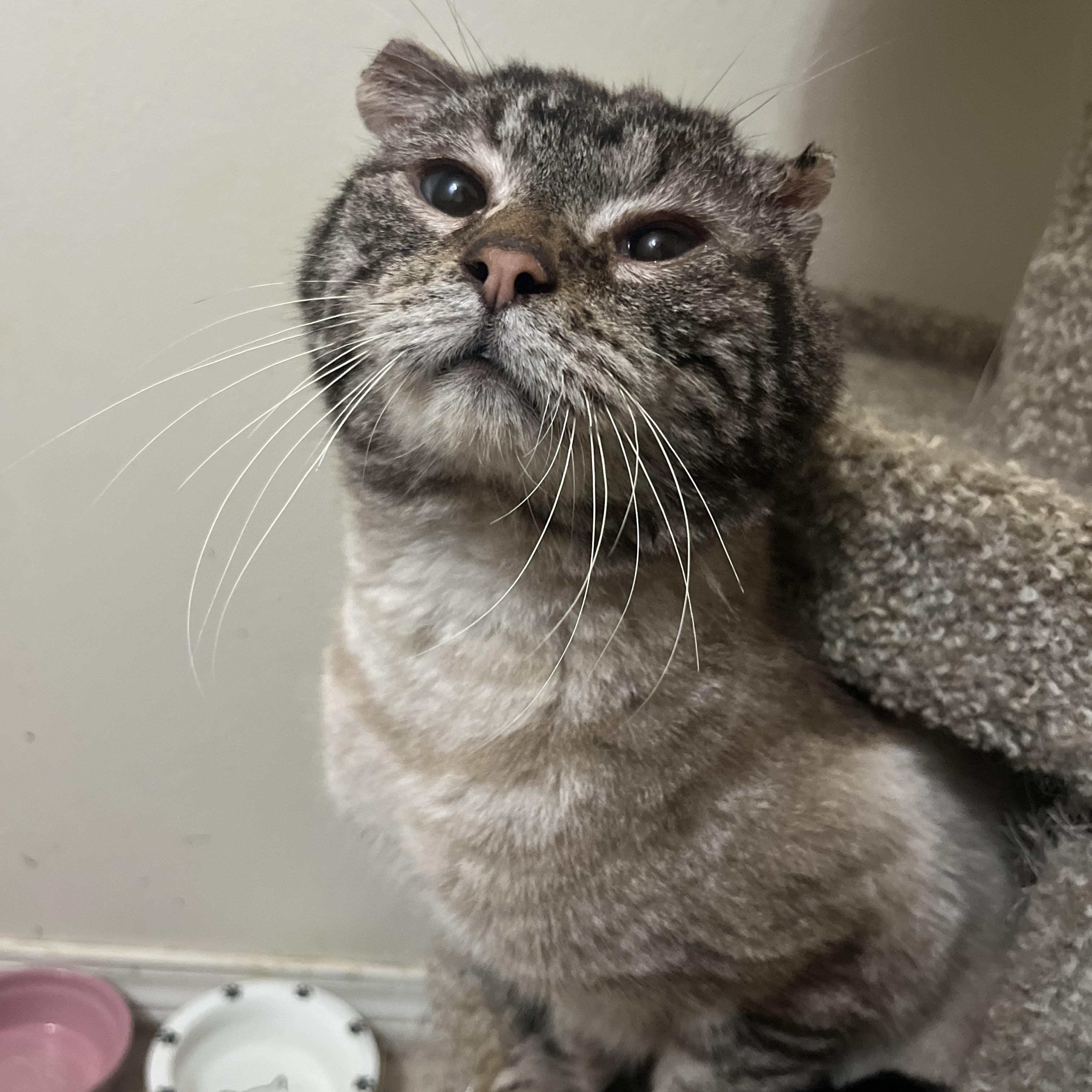 Bacon, ADOPTABLE, Adult Male Domestic Short Hair.