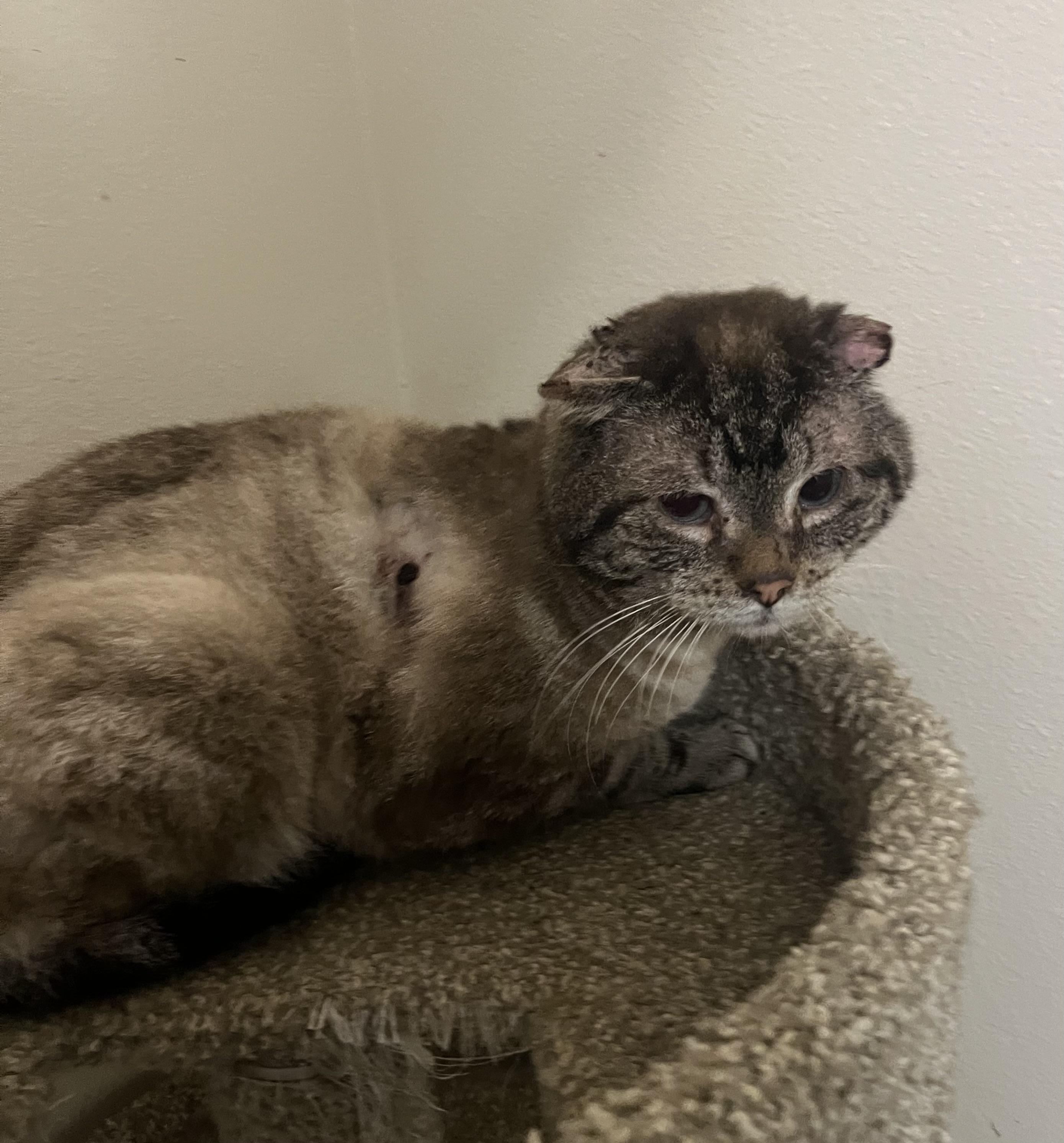 Enlarge Bacon, a ADOPTABLE mixed breed in Everett, WA image 2/2