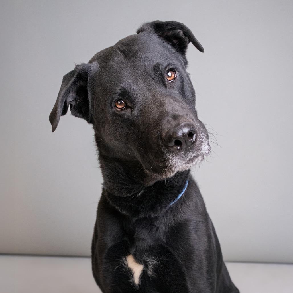 Dirk, Adoptable, Adult Male Black Labrador Retriever & Mixed Breed.